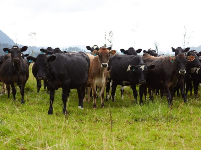 A herd of cows in a farm
