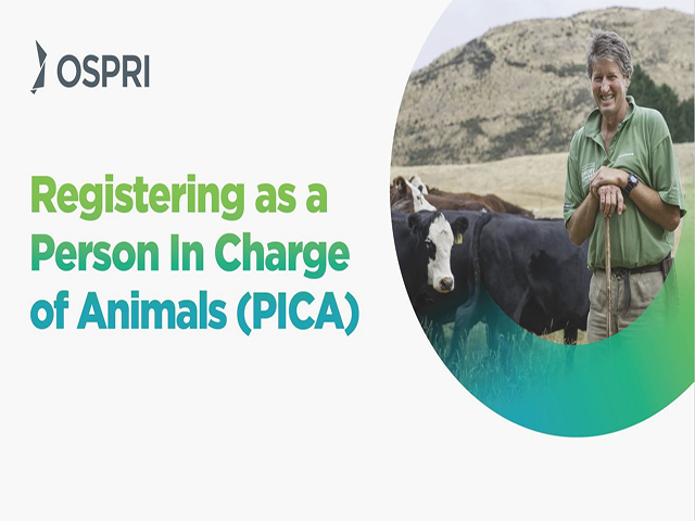 The words "Registering as a Person in Charge of Animals (PICA)" are on the left. On the right, inside a circle, is an image of a farmer leaning on a staff and standing beside cattle 
