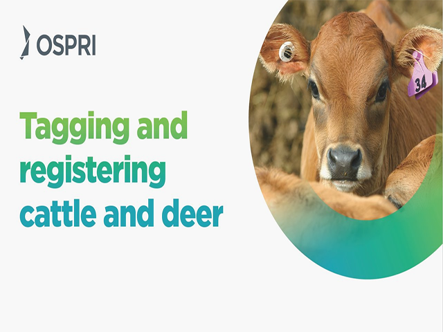 The words "Tagging and registering cattle and deer" are on the left. On the right, inside a circle, is an image of a cow
