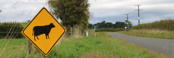 A roadside signage with a photo of cow indicating dairy farms 